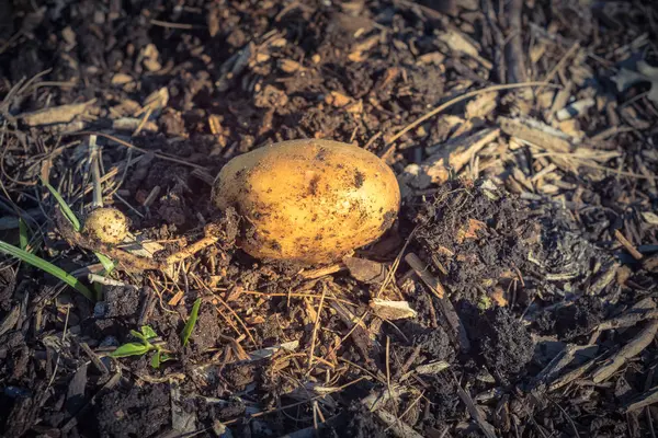 Une pomme de terre récoltée bio dans le potager patch aux États-Unis — Photo