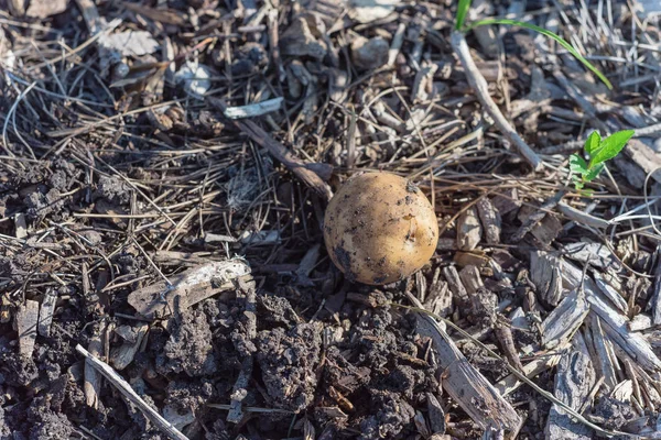 Een biologische geoogste aardappel uit patch tuin in de VS — Stockfoto