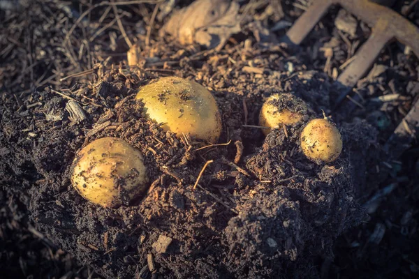Oogsten van aardappelen met graven folk in patch tuin in de VS — Stockfoto