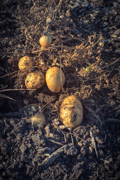 Pile de pommes de terre biologiques issues de la récolte de potagers aux États-Unis — Photo