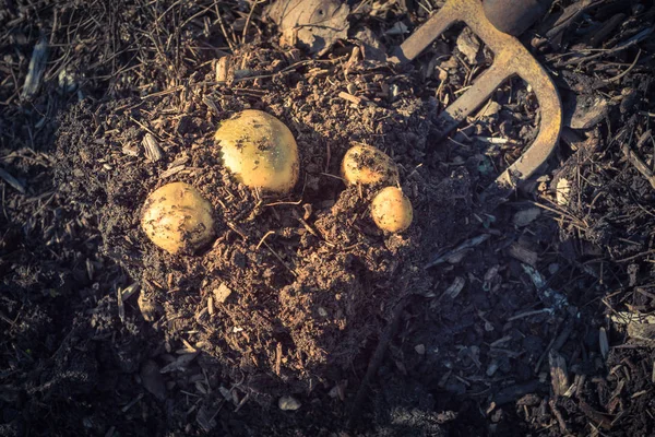 Filtré image récolte de pommes de terre en utilisant creuser des gens au jardin patch aux États-Unis — Photo