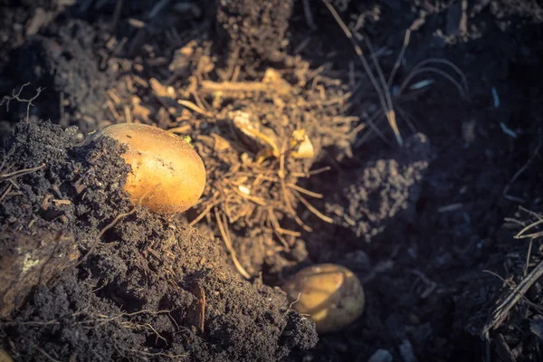 Une pomme de terre récoltée bio dans le potager patch aux États-Unis — Photo