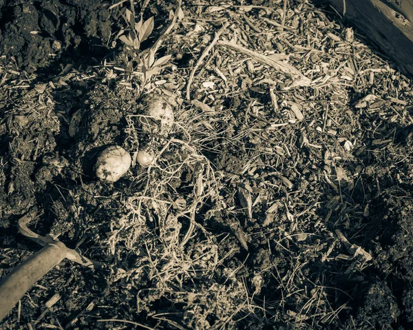 Imagen filtrada recolectando papas usando gente excavando en el jardín de parches en EE.UU. — Foto de Stock