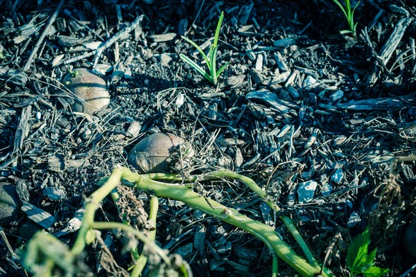 Saring gambar panen kentang menggunakan menggali rakyat di kebun patch di Amerika Serikat — Stok Foto