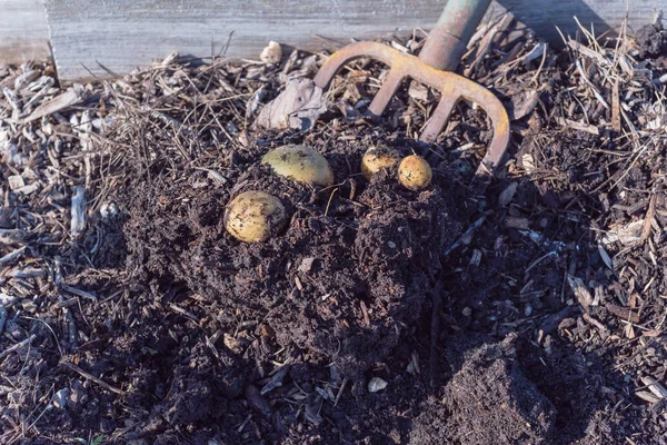 Harvesting potatoes using digging folk at patch garden in USA