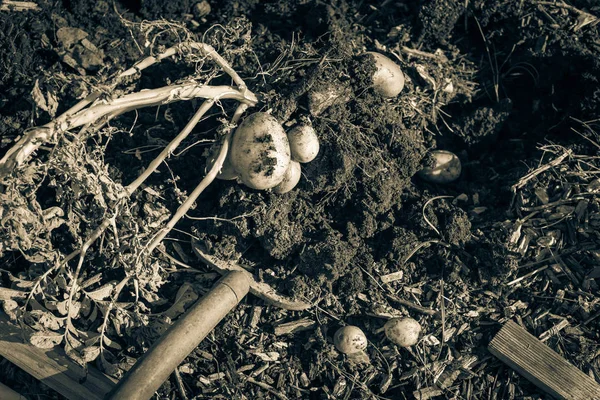 Imagen filtrada recolectando papas usando gente excavando en el jardín de parches en EE.UU. —  Fotos de Stock