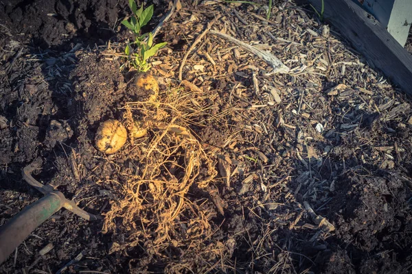 Сбор картофеля с помощью рытья людей в саду на участке в США — стоковое фото