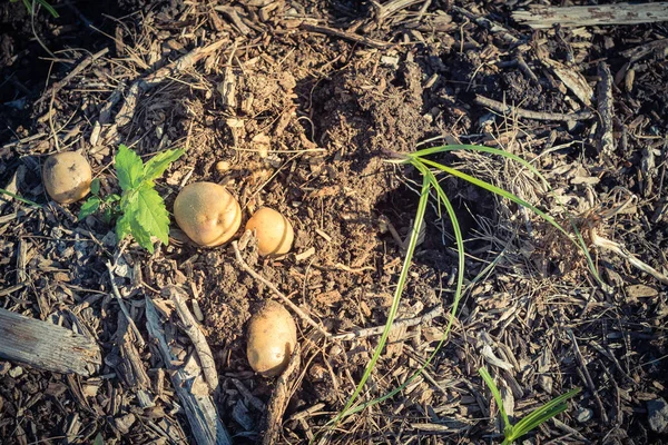 Gefilterde beeld stapel biologische aardappelen uit patch tuin oogsten in de VS — Stockfoto