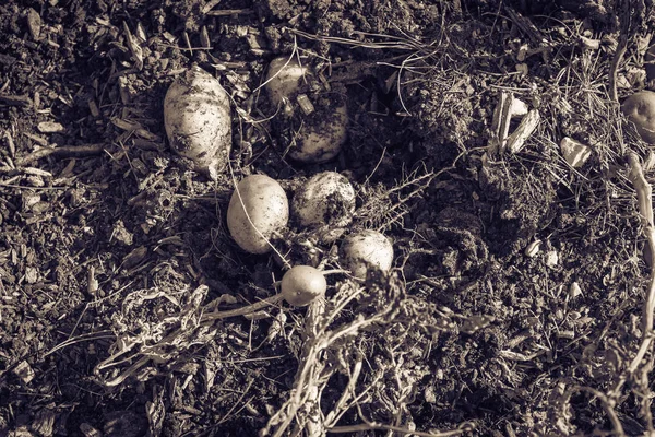 Imagen filtrada pila de papas orgánicas de parche de cosecha de jardín en EE.UU. —  Fotos de Stock