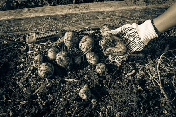 Filtered image Asian lady hand with gloves holding harvested organic potatoes