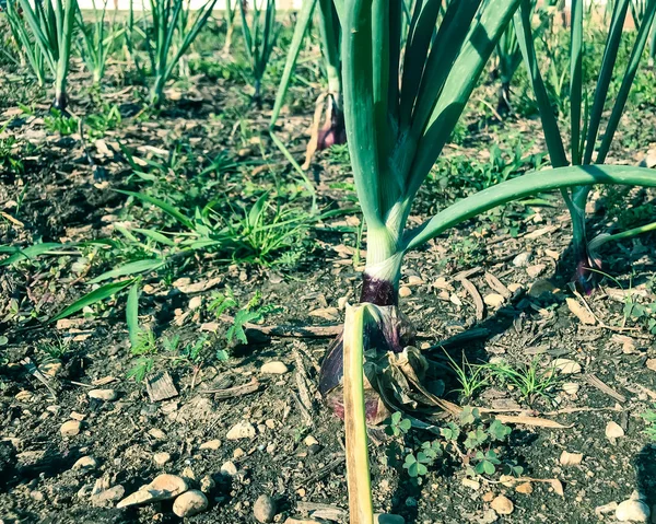 Filtered image organic red onion bulbs ready for harvesting at patch garden in America — Stock Photo, Image