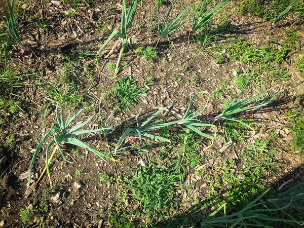 Органічні червоні цибулину цибулини ростуть на патч сад в Америці — стокове фото
