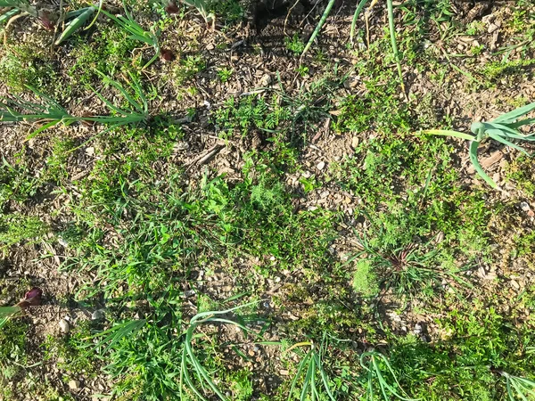 Top View organische rode uien bollen rij groeien op patch tuin in Amerika — Stockfoto