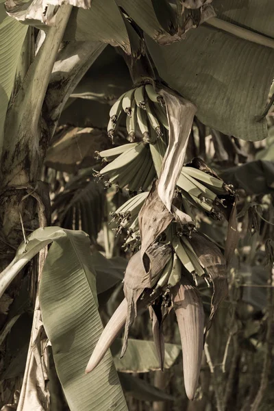 Filtrowane obraz młody banan z kwiatem na drzewie w ekologicznej farmie w wiejskiej okolicy Wietnam — Zdjęcie stockowe