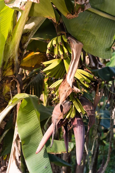 Jonge banaan met bloem op boom op de biologische boerderij op het platteland Vietnam — Stockfoto