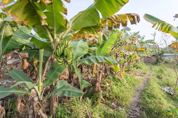 越南乡的农业种植园，种植香蕉树和池塘 — 图库照片