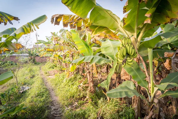 越南乡的农业种植园，种植香蕉树和池塘 — 图库照片
