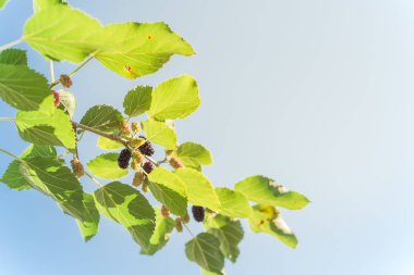 Mavi gökyüzü altında taze olgun dut meyveleri Texas, Abd hasat hazır