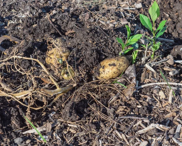 Pile of organic potatoes from patch garden harvesting in USA