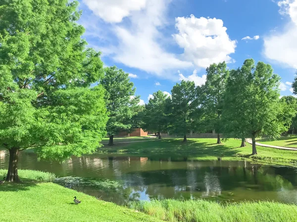 Ducks near pond and water fountain in small American neighborhood — Stock Photo, Image