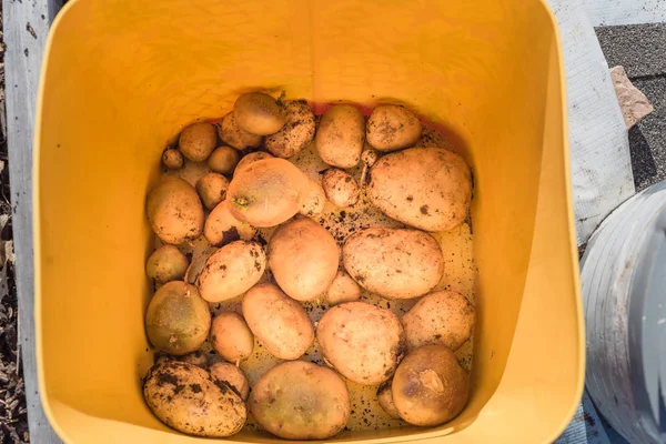 Top view pile of harvested organic potatoes with soil in plastic bucket