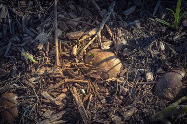 ABD'de yama bahçesinden bir organik hasat patates