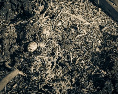 Abd'de yama bahçesinde kazma halk kullanarak patates hasat filtrelenmiş görüntü