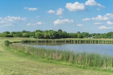 Dallas, Teksas yakınlarında çiçek açan sazlıklar ve kır çiçekleri ile Hillside göl parkı
