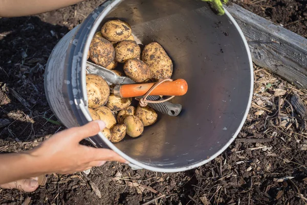 Heap of raw whole potatoes in metal bucket near raised bed garden