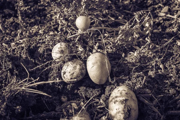 Filtered image pile of organic potatoes from patch garden harvesting in USA