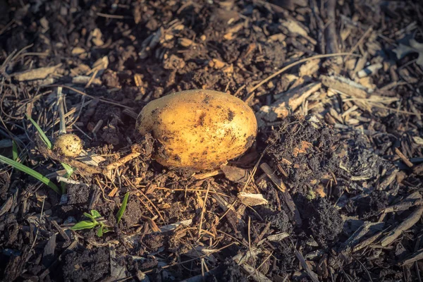 Een biologische geoogste aardappel uit patch tuin in de VS — Stockfoto