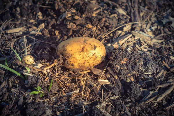 One organic harvested potato from patch garden in USA