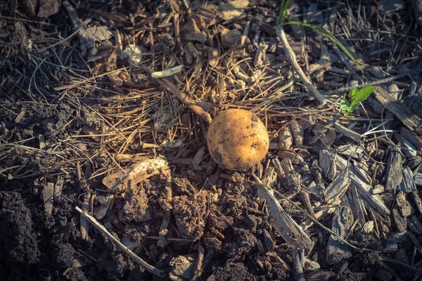 Een biologische geoogste aardappel uit patch tuin in de VS — Stockfoto