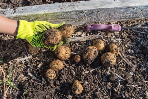 Asian lady hand with gloves holding harvested organic potatoes from patch garden