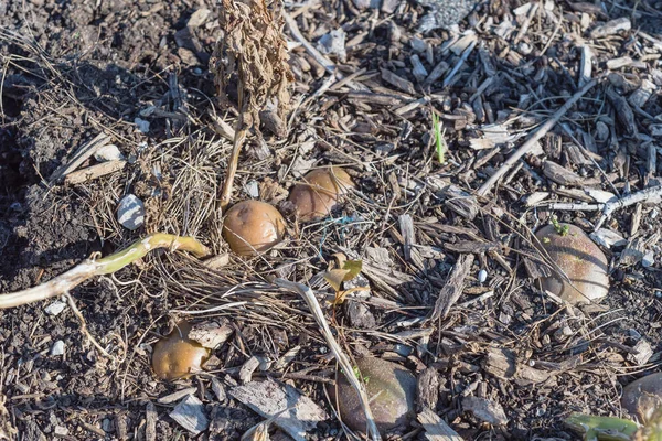 Pile of organic potatoes from patch garden harvesting in USA