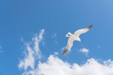 Güneşli yaz gününde bulut mavi gökyüzüne karşı yükselen büyük beyaz martı