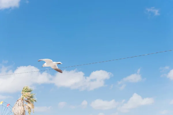 Seagull flying near power line and palm trees under cloud blue sky on sunny summer day — Stock Photo, Image