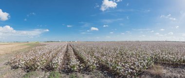 Panoramic view cotton farm in harvest season in Corpus Christi, Texas, USA clipart