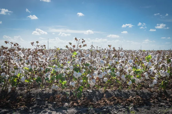 Cotton farm in harvest season in Corpus Christi, Texas, USA