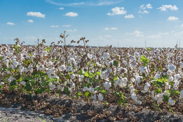 Cotton farm in harvest season in Corpus Christi, Texas, USA