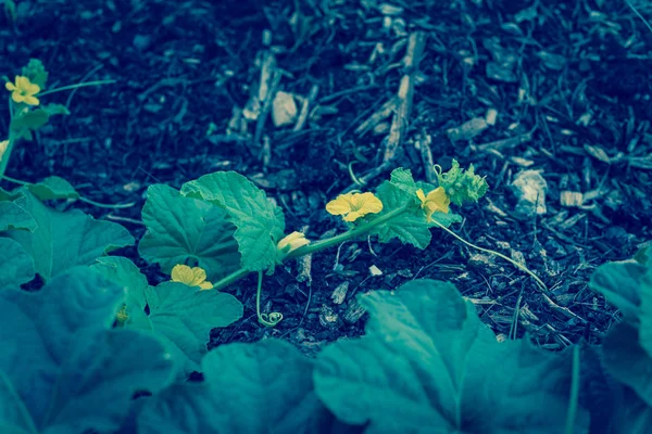 Selektiv fokus gul organiska Cantaloupe blommor växer — Stockfoto