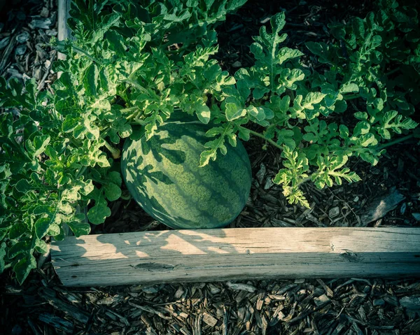 Imagen filtrada sandía orgánica lista para cosechar en el jardín del patio trasero en América —  Fotos de Stock