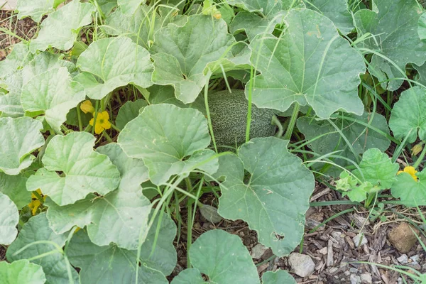 Organik muda cantaloupe buah tumbuh di kebun belakang — Stok Foto