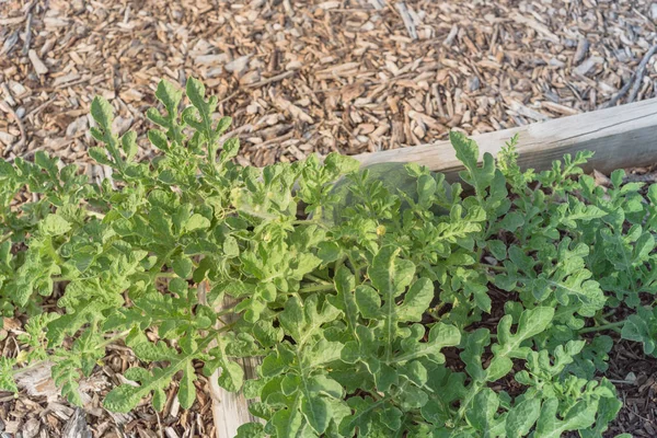 Organic watermelon ready to harvest at backyard garden in America