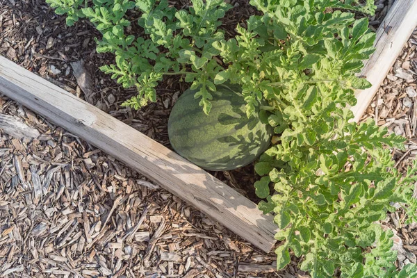 Organic watermelon ready to harvest at backyard garden in America