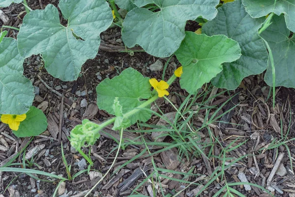 Selektivní zaměření žlutá organická antaloupe květiny rostoucí — Stock fotografie