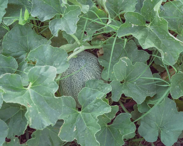 Organik muda cantaloupe buah tumbuh di kebun belakang — Stok Foto