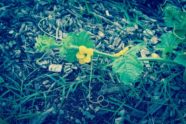 Фильтрованное изображение селективный фокус желтые органические цветы дыни растет — стоковое фото