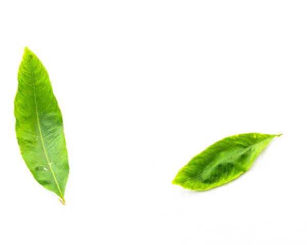 Vue de dessus deux feuilles d'Ochna integerrima Hoa Mai isolées sur blanc — Photo