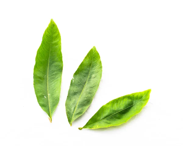 Studio filmó tres hojas de Ochna integerrima Hoa Mai aisladas en blanco — Foto de Stock